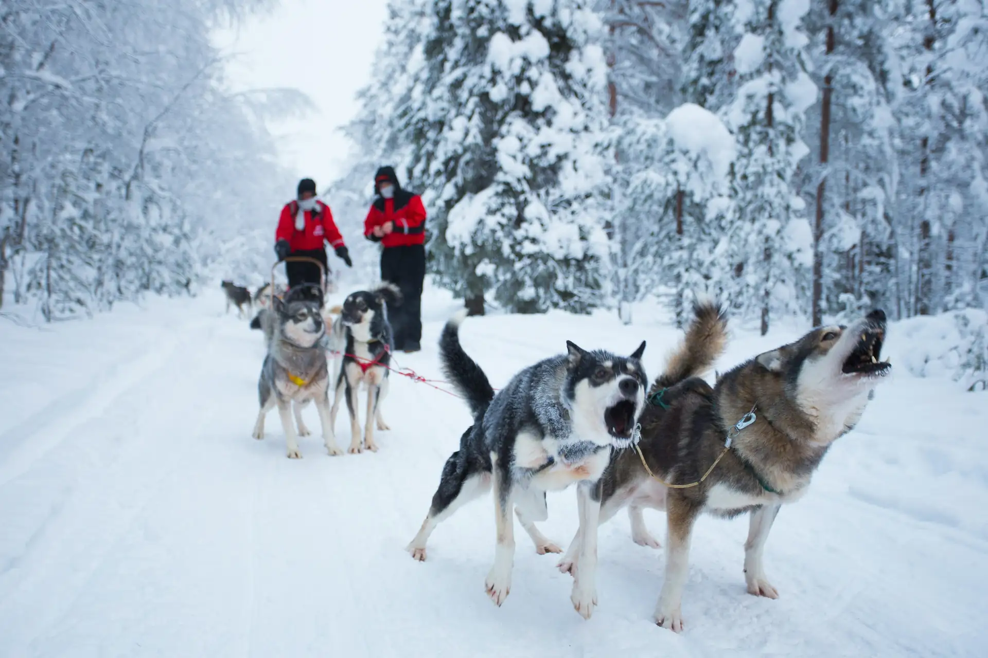 Husky sledding in Finnish Lapland